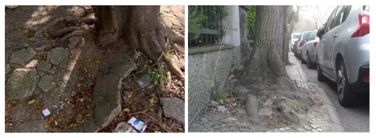 raizes levantando calçadas