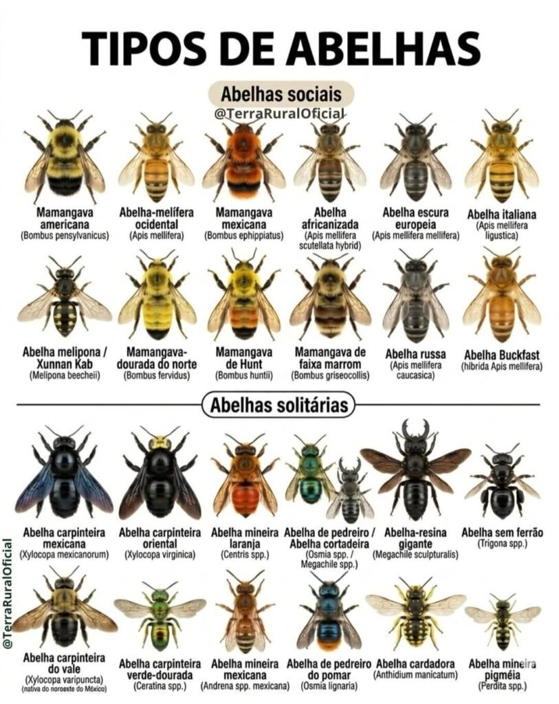 Várias espécies e subespécies de abelhas nativas do Brasil e exóticas também